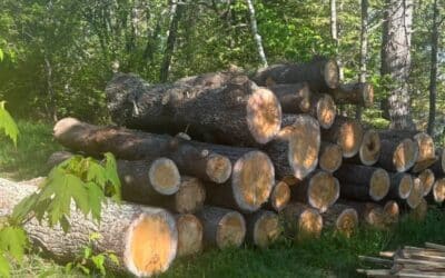 What Size Logs Can Be Milled Into Lumber? A Property Owner’s Guide to Turning Trees Into Valuable Lumber