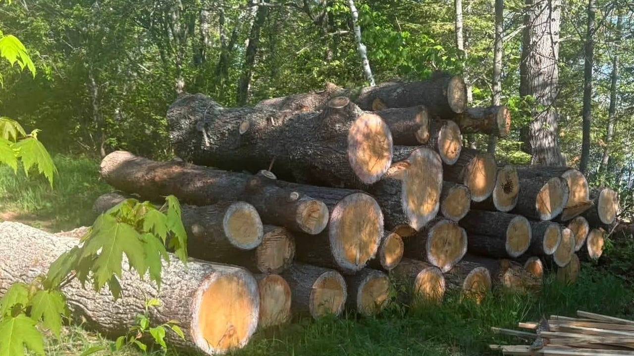 Stack of straight hardwood logs ready to be milled into lumber by HD Cuts portable sawmill service in Michigan and Northern Wisconsin