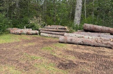 What to Do With Fallen Trees After a Storm: Before You Cut Them Into Firewood